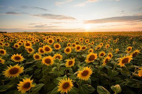 A field of sunflowers