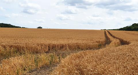 A wheat farm in South Woodham Ferrers, Essex   ADM 2100x1151