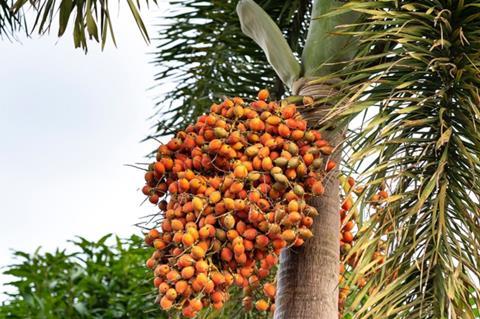 palm fruit