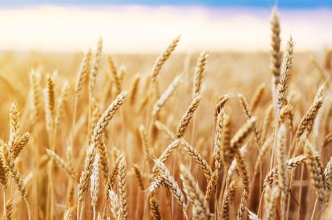 Wheat in a sunny field