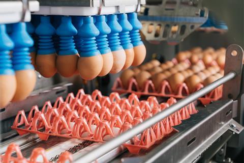 St. Ewe - Eggs picked up automatically ahead of cracking and pasteurising - 2100x1400