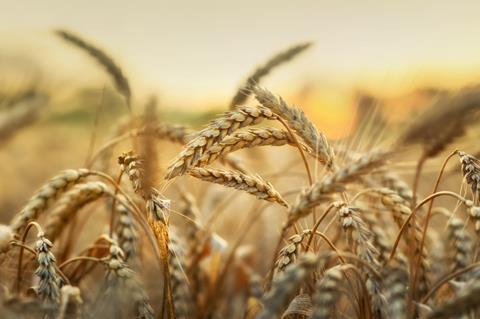 Wheat crops 
