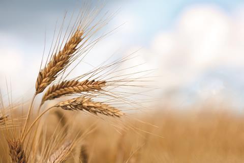 Wheat in a field