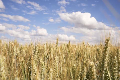 A sunny field of wheat