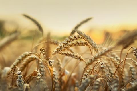 Wheat crops Getty Images