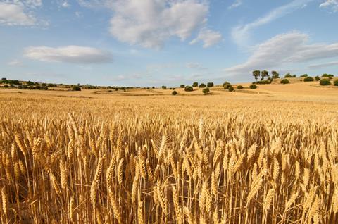 UK wheat harvest