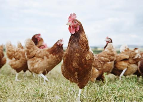 Free range chickens