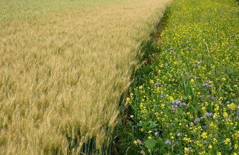 Blue flowering bundle and yellow mustard as a forage belt along a wheat field for bees and insects.