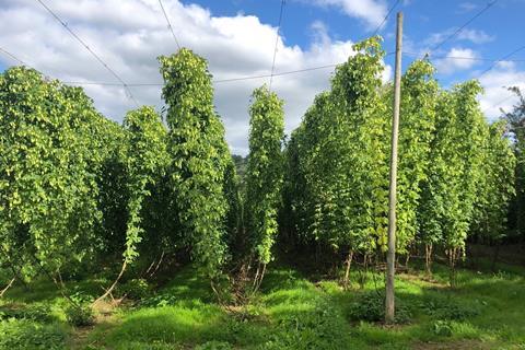 The hops outside the Peter Cooks Bread