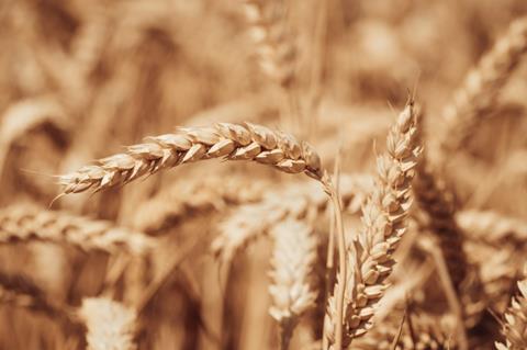 Close-up of wheat in a field