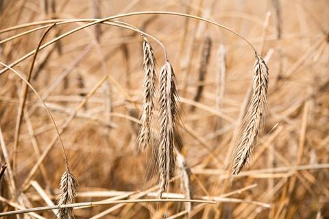 Close-up of rye in the fields