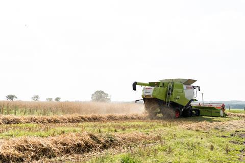 A combine harvester collecting rye from a field