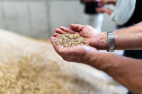 Two male hands holding harvested rye grain