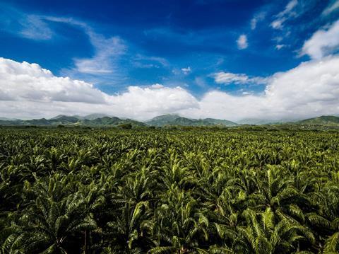 A palm forestation which produces Daabon's carbon neutral palm oil