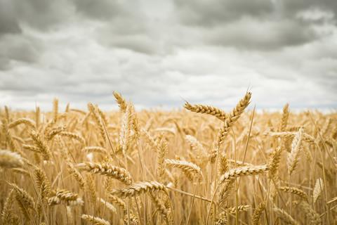 Wheat in a stormy field