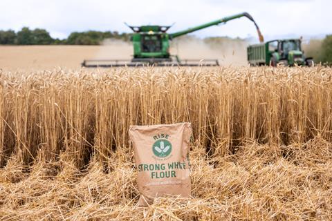 Rise ReGen flour in wheat field