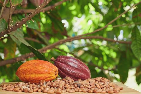 Sustainable Cocoa Sourcing is imperative for bakeries