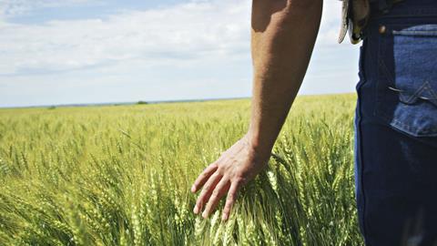 Hand grazing wheat field - ADM