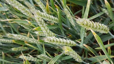 Heriot-Watt University  - Wheat 1 landscape