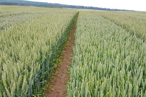 Heriot-Watt University - Wheat field_A