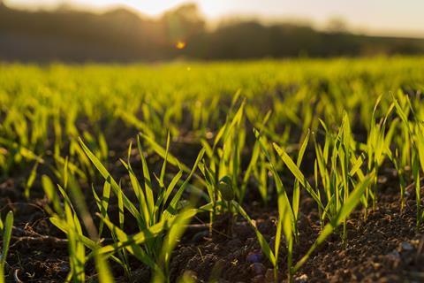 Wheat sprouts emerge from the soil in a green meadow, basking in warm sunlight during the winter season