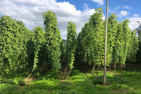 Hops growing outside Peter Cooks Bread in Herefordshire