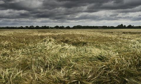 The UK is facing a small local wheat crop this year