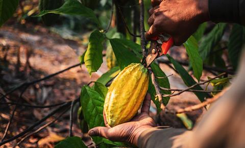 Cacao GettyImages-1586654907